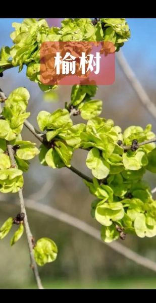 榆树非物质文化遗产（榆树非遗有哪些？一文带你全看懂）-第3张图片-八三百科