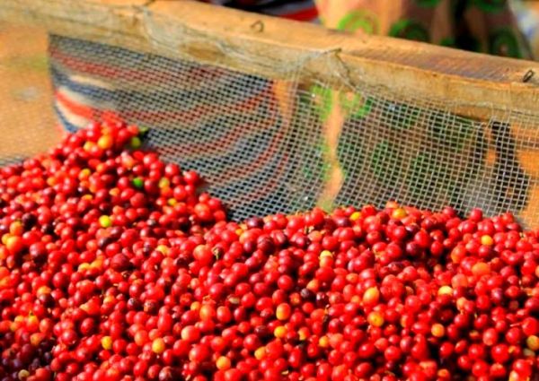 卢旺达非物质文化遗产（卢旺达非物质文化遗产有哪些）-第1张图片-八三百科