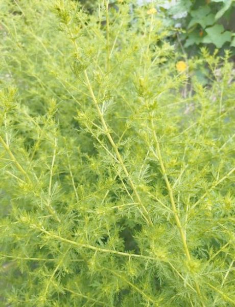 崇明苦草非物质文化遗产（“崇明苦草制作技艺”能否申遗成功）-第1张图片-八三百科