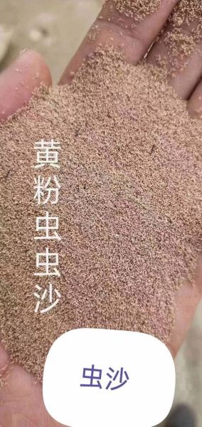黄粉虫非物质文化遗产(黄粉虫是不是非遗)-第1张图片-八三百科 黄粉虫非物质文化遗产(黄粉虫是不是非遗)-第1张图片-八三百科