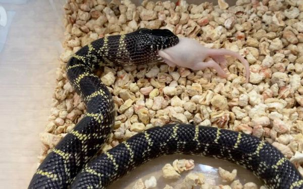 蛇王非物质文化遗产(蛇王是哪里的非遗项目)-第1张图片-八三百科 蛇王非物质文化遗产(蛇王是哪里的非遗项目)-第1张图片-八三百科