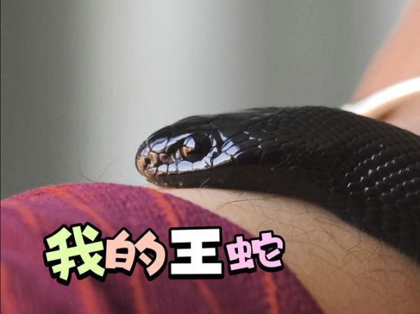 蛇王非物质文化遗产(蛇王是哪里的非遗项目)-第2张图片-八三百科 蛇王非物质文化遗产(蛇王是哪里的非遗项目)-第2张图片-八三百科