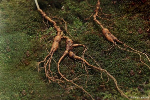 非物质文化遗产 草药（非物质文化遗产草药有哪些）-第2张图片-八三百科