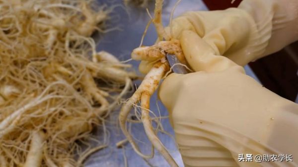 沂水非物质文化遗产人参（沂水人参制作技艺全流程揭秘）-第2张图片-八三百科