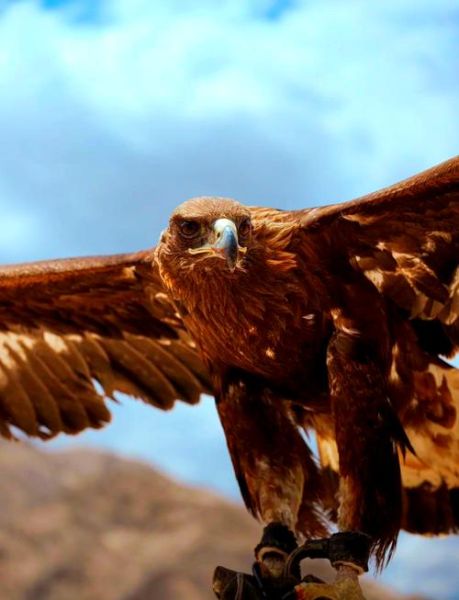 非物质文化遗产猎鹰文化(非物质文化遗产猎鹰文化传承现状及入门指南)-第1张图片-八三百科 非物质文化遗产猎鹰文化(非物质文化遗产猎鹰文化传承现状及入门指南)-第1张图片-八三百科