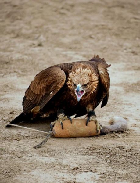 非物质文化遗产猎鹰文化(非物质文化遗产猎鹰文化传承现状及入门指南)-第2张图片-八三百科 非物质文化遗产猎鹰文化(非物质文化遗产猎鹰文化传承现状及入门指南)-第2张图片-八三百科