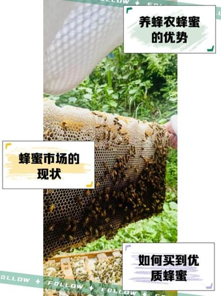 养蜂非物质文化遗产（养蜂技艺如何入选国家级非遗名录）-第1张图片-八三百科