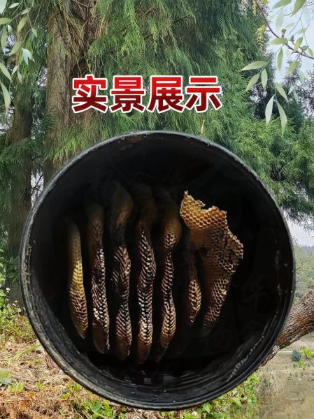 养蜂非物质文化遗产（养蜂技艺如何入选国家级非遗名录）-第2张图片-八三百科