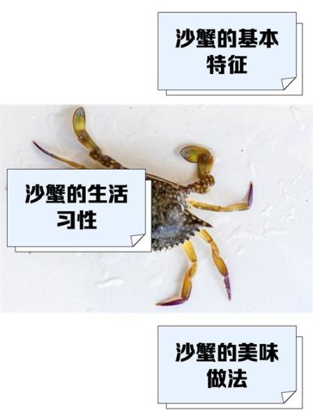 非物质文化遗产沙蟹(沙蟹是什么非遗?它到底是吃的还是看的?)-第1张图片-八三百科 非物质文化遗产沙蟹(沙蟹是什么非遗?它到底是吃的还是看的?)-第1张图片-八三百科