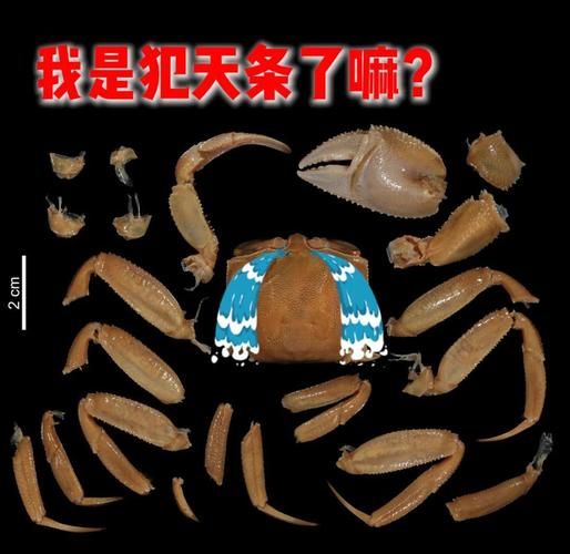 非物质文化遗产沙蟹(沙蟹是什么非遗?它到底是吃的还是看的?)-第3张图片-八三百科 非物质文化遗产沙蟹(沙蟹是什么非遗?它到底是吃的还是看的?)-第3张图片-八三百科