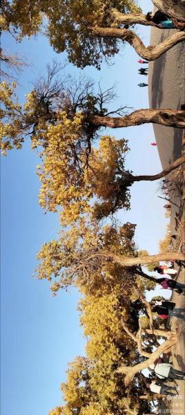 额济纳旗非物质文化遗产（额济纳旗非物质文化遗产有哪些）-第2张图片-八三百科