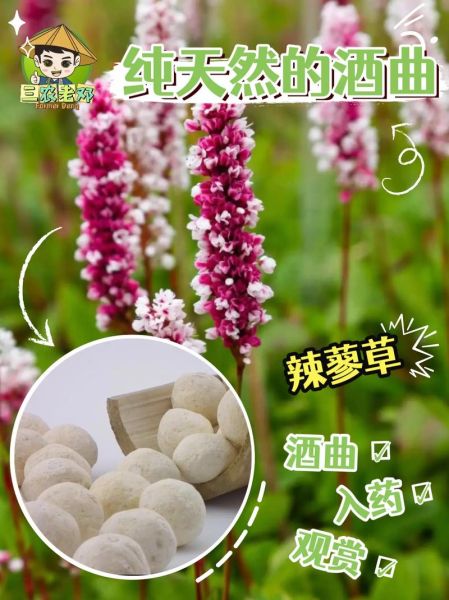 非物质文化遗产酒曲(非物质文化遗产酒曲制作方法全解析)-第2张图片-八三百科 非物质文化遗产酒曲(非物质文化遗产酒曲制作方法全解析)-第2张图片-八三百科