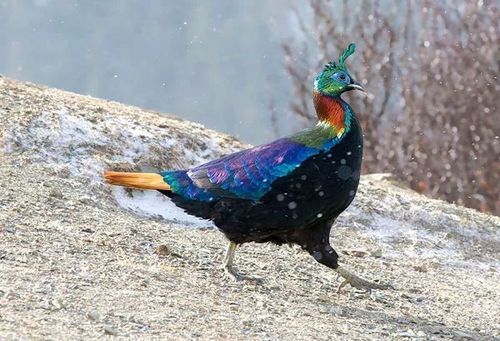 鸡棕陀螺非物质文化遗产（鸡棕陀螺在哪里看最正宗）-第3张图片-八三百科