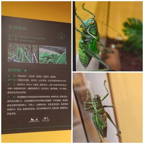 昆虫非物质文化遗产（昆虫非遗有哪些具体项目）-第2张图片-八三百科