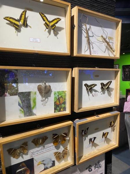 昆虫非物质文化遗产（昆虫非遗有哪些具体项目）-第1张图片-八三百科