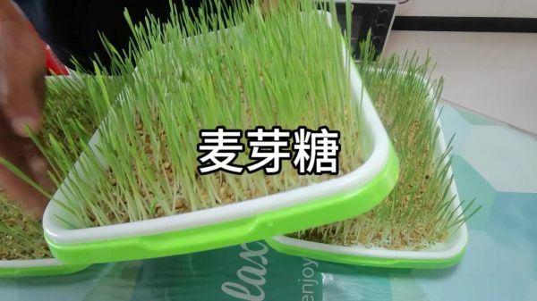 非物质文化遗产麦芽糖（非遗麦芽糖手工制作步骤）-第2张图片-八三百科