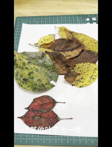 秋叶非物质文化遗产(秋叶非遗制作入门教程)-第3张图片-八三百科 秋叶非物质文化遗产(秋叶非遗制作入门教程)-第3张图片-八三百科