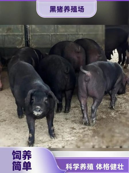 黑猪非物质文化遗产（黑猪非遗技艺如何申请）-第2张图片-八三百科