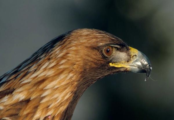 非物质文化遗产金雕图片（金雕非遗作品高清图片）-第1张图片-八三百科