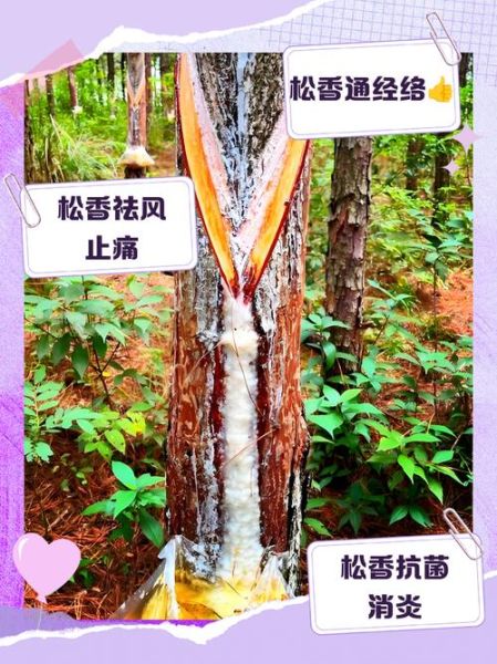 非物质文化遗产松香（松香制作技艺为何列入非遗）-第1张图片-八三百科