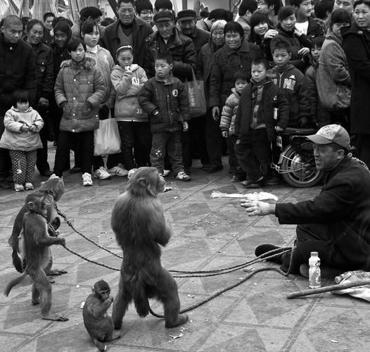 猴戏世界非物质文化遗产（猴戏是世界非物质文化遗产吗？）-第1张图片-八三百科