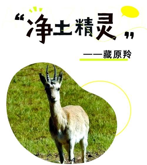 藏羚非物质文化遗产（藏羚非遗手工体验在哪里学）-第3张图片-八三百科