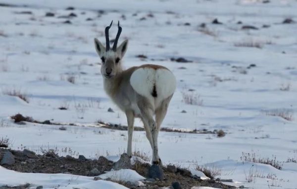 藏羚非物质文化遗产（藏羚非遗手工体验在哪里学）-第2张图片-八三百科