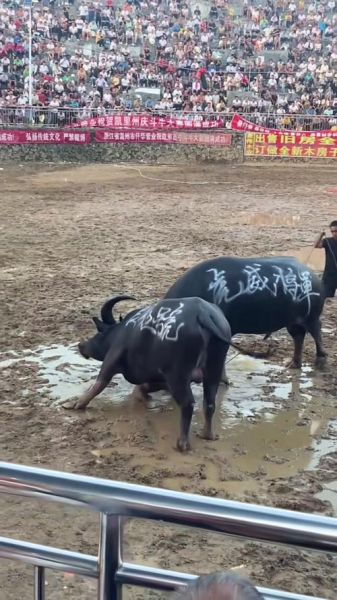 非物质文化遗产斗牛（非物质文化遗产斗牛是什么）-第2张图片-八三百科