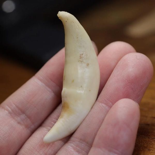 獠牙非物质文化遗产（獠牙非物质文化遗产传承现状与价值）-第2张图片-八三百科