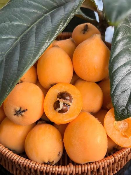 枇杷非物质文化遗产（枇杷非物质文化遗产有哪些技艺）-第2张图片-八三百科