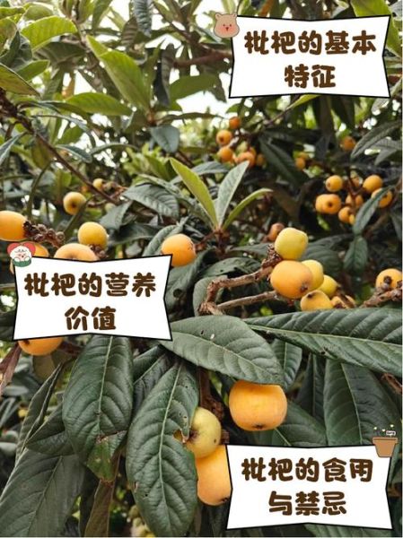 枇杷非物质文化遗产（枇杷非物质文化遗产有哪些技艺）-第1张图片-八三百科