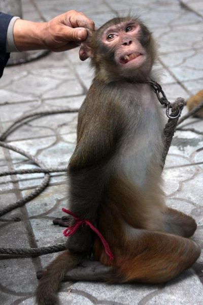 耍猴算非物质文化遗产吗（耍猴算非物质文化遗产吗？不算）-第1张图片-八三百科