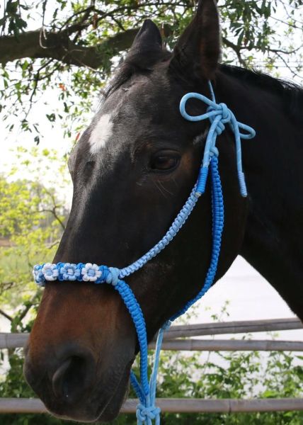 马术 非物质文化遗产(马术非遗项目有哪些适合入门)-第2张图片-八三百科 马术 非物质文化遗产(马术非遗项目有哪些适合入门)-第2张图片-八三百科