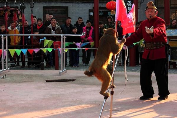 非物质文化遗产耍猴（非遗耍猴还能继续存在吗）-第1张图片-八三百科