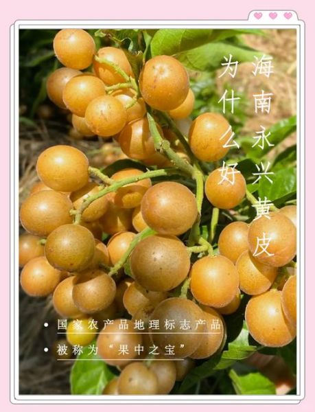 黄皮非物质文化遗产（黄皮非遗介绍：黄皮如何入选非遗）-第3张图片-八三百科