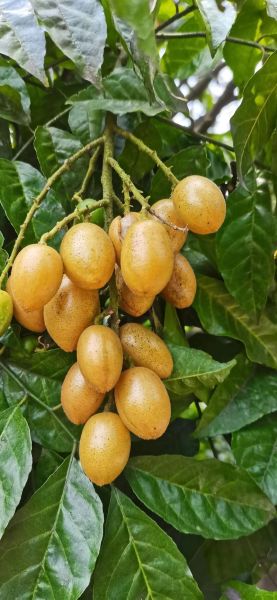 黄皮非物质文化遗产（黄皮非遗介绍：黄皮如何入选非遗）-第2张图片-八三百科