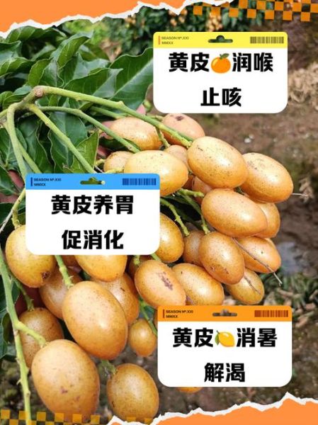 黄皮非物质文化遗产（黄皮非遗介绍：黄皮如何入选非遗）-第1张图片-八三百科