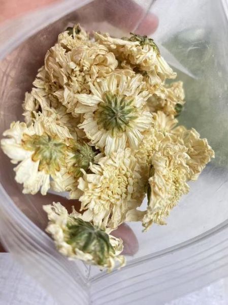 非物质文化遗产白菊（非遗白菊的冲泡方法详解）-第2张图片-八三百科