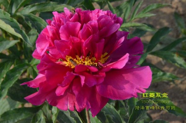 非物质文化遗产芍红(芍红是什么级别非物质文化遗产)-第2张图片-八三百科 非物质文化遗产芍红(芍红是什么级别非物质文化遗产)-第2张图片-八三百科