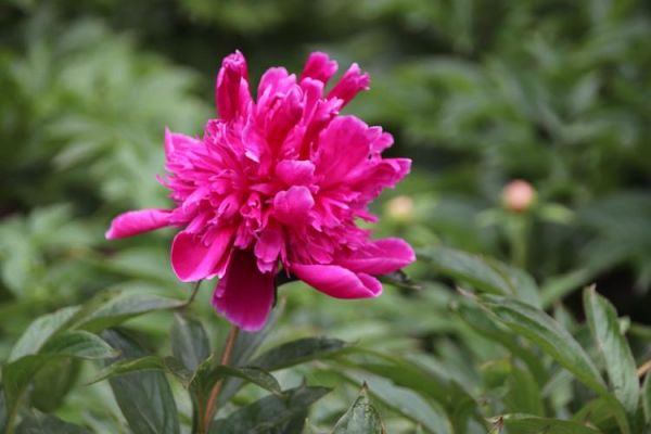 非物质文化遗产芍红(芍红是什么级别非物质文化遗产)-第1张图片-八三百科 非物质文化遗产芍红(芍红是什么级别非物质文化遗产)-第1张图片-八三百科