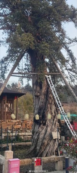 非物质文化遗产罗松(罗松非遗技艺入门新手快速上手)-第3张图片-八三百科 非物质文化遗产罗松(罗松非遗技艺入门新手快速上手)-第3张图片-八三百科