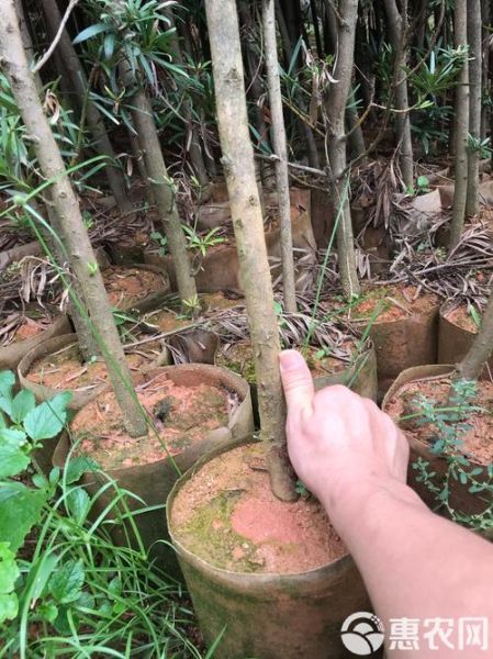 非物质文化遗产罗松(罗松非遗技艺入门新手快速上手)-第2张图片-八三百科 非物质文化遗产罗松(罗松非遗技艺入门新手快速上手)-第2张图片-八三百科