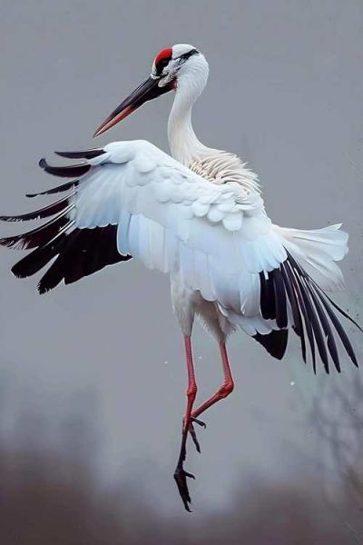 仙鹤非物质文化遗产-第2张图片-八三百科 仙鹤非物质文化遗产-第2张图片-八三百科