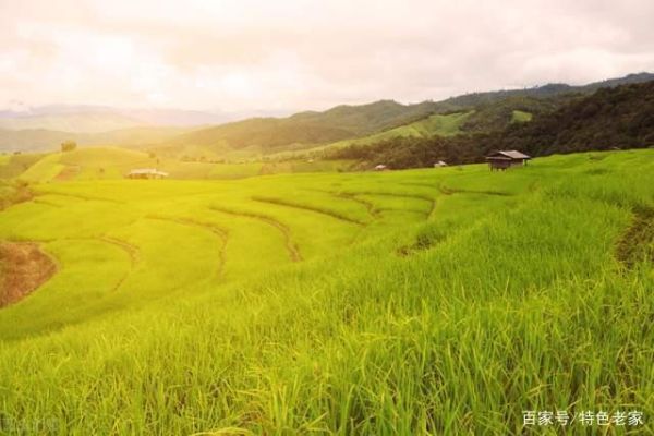 香稻丸非物质文化遗产（香稻丸非遗技艺如何入门？）-第3张图片-八三百科