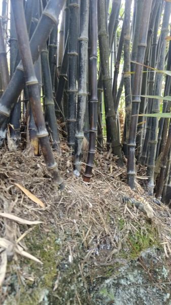 紫竹非物质文化遗产(紫竹非遗新手入门看这里)-第2张图片-八三百科 紫竹非物质文化遗产(紫竹非遗新手入门看这里)-第2张图片-八三百科