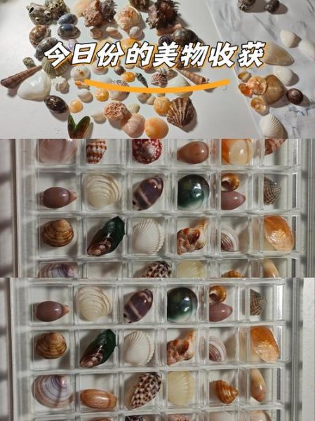 非物质文化遗产贝壳（非遗贝壳雕刻技艺入门指南）-第2张图片-八三百科