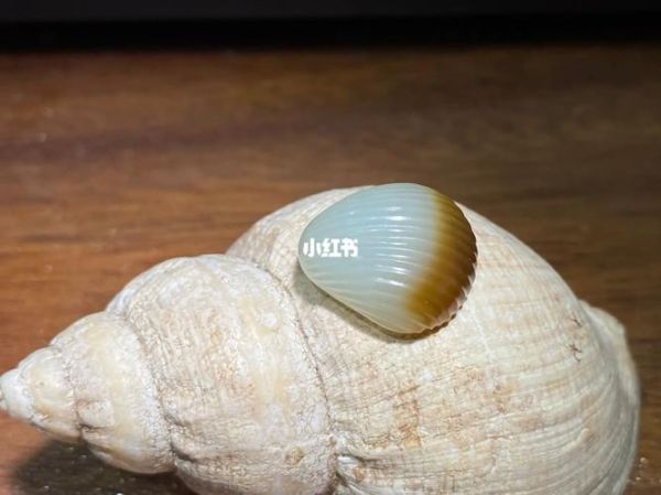 非物质文化遗产贝壳（非遗贝壳雕刻技艺入门指南）-第3张图片-八三百科