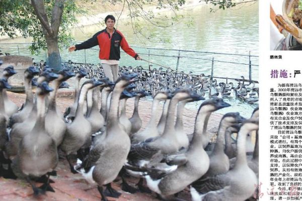 乌鬃鹅非物质文化遗产(乌鬃鹅非物质文化遗产是真的吗)-第2张图片-八三百科 乌鬃鹅非物质文化遗产(乌鬃鹅非物质文化遗产是真的吗)-第2张图片-八三百科