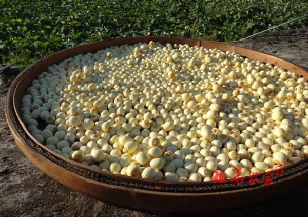 莲子非物质文化遗产（莲子制作技艺非遗申请条件是什么）-第1张图片-八三百科