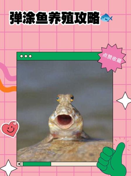 非物质文化遗产弹涂鱼（弹涂鱼怎么养殖？新手也能成功的全流程）-第3张图片-八三百科